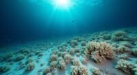 coral species extinction florida