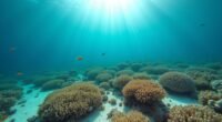 florida coral reef extinction